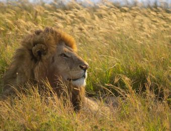 lion-7432661_1280 (1)