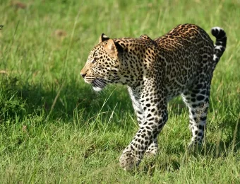 xiserge-leopard-7235546_1280